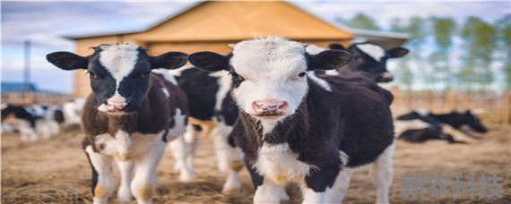 奶牛的饲养管理 奶牛的饲养方法实训报告