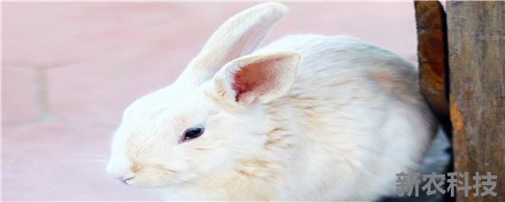 养兔技术与兔疾病防治 养兔和兔病防治