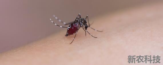 一只蚊子一次可以繁殖多少只 蚊子一次排卵多少