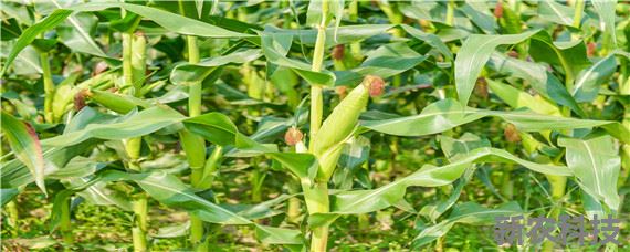 玉米的种植过程记录 玉米的生长过程记录