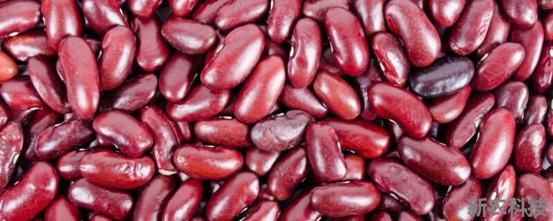 红豆怎么发芽成豆芽 红豆怎么泡发芽的过程
