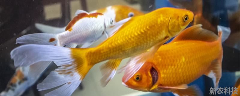 金鱼能和热带鱼放在一个缸里养吗