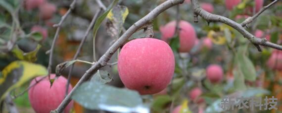苹果的生长环境 苹果的生长环境条件