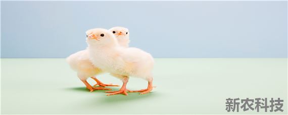 怎样用水孵小鸡宝宝 水床孵化小鸡详细