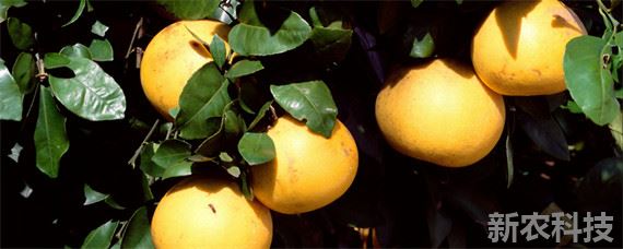 柚子的生长环境和气候条件 红柚子的生长环境