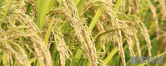 南粳5055水稻品种介绍