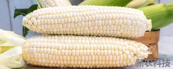 水果玉米亩产量一般多少斤 水果玉米一季产量