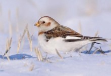 什么鸟可以在冬天生活（冬天生活在北方的鸟类）