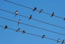 麻雀为什么可以在电线上面不触电？鸟为什么不怕高压电？