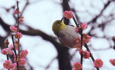 绣眼怎样喂蜂蜜