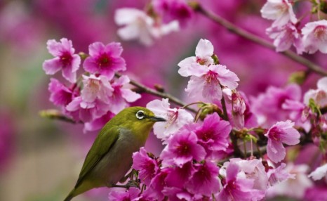 绣眼怎样喂蜂蜜