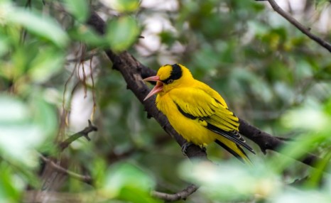 野生黄鹂鸟怎么开食