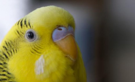 黄色鹦鹉是什么品种