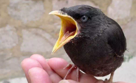 鸟类为什么会杀死刚出生的幼鸟：为什么大鸟会吃自己刚孵出的幼鸟？