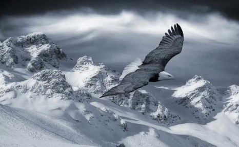 哪种鸟可以穿越珠峰：那种鸟可以飞过珠峰