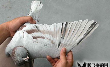 鸽子断翅后多久下蛋：老鸽子翅膀上的羽毛被剪掉会影响产卵吗？