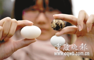 如何看母鸽肚子里是否有卵：如何判断鸽子是否即将产卵？ ? ? 