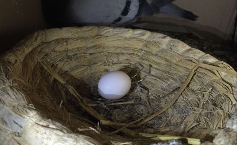 如何看母鸽肚里有没有卵：怎么知道母鸽肚里有没有卵？鸽子