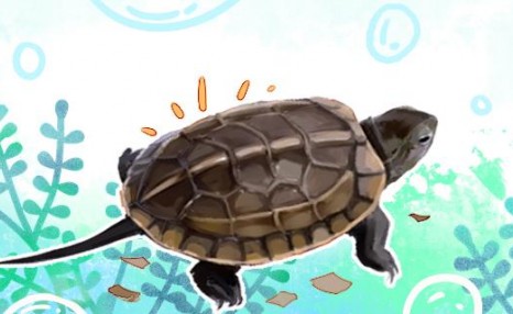 草龟是几级保护动物，人工饲养容易吗