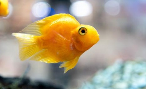 黄鹦鹉鱼是怎么变黄的，怎么养