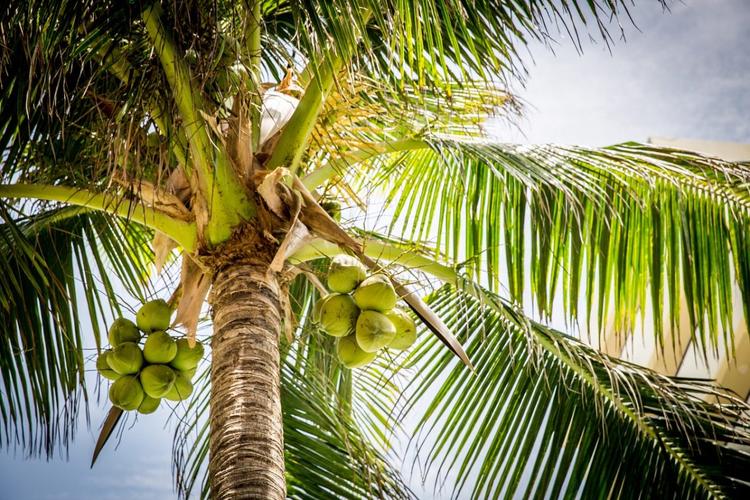 椰子靠什么传播种子