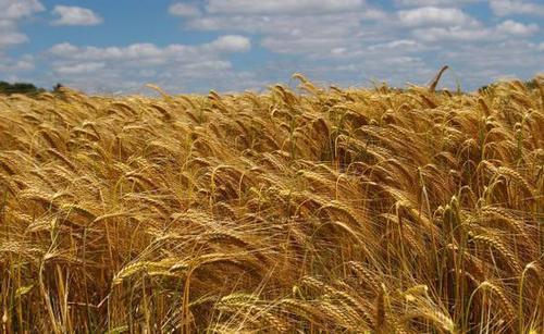 小麦最早起源于什么地方