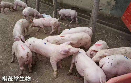 政府为什么不让养猪