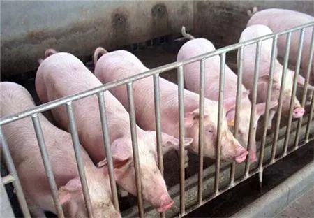 政府为什么不让养猪