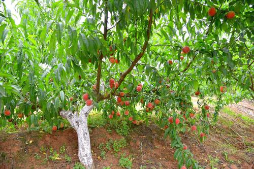 桃树什么种植