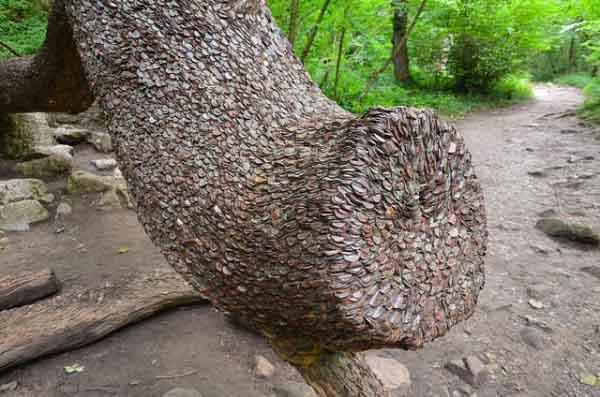 世界上十大最奇怪的树