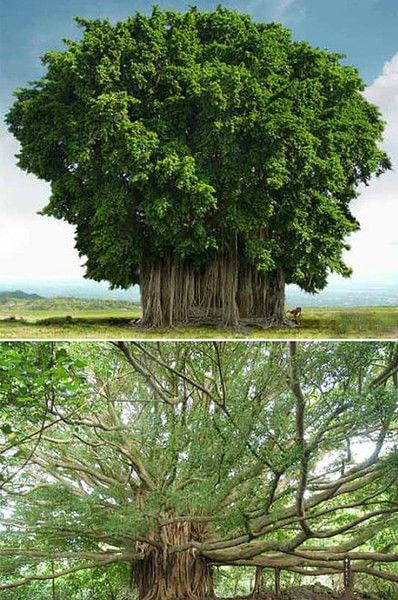 世界上最巨大的树
