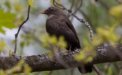 黑八哥幼鸟吃什么食物
