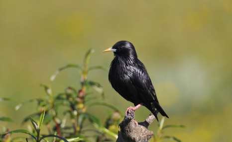 黑八哥幼鸟吃什么食物