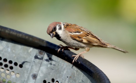 麻雀幼鸟吃什么食物能活