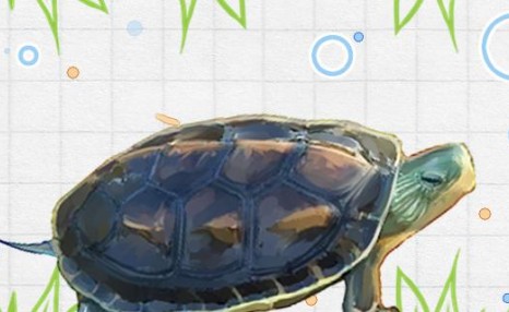 中华花龟是深水龟吗，在什么水中生活