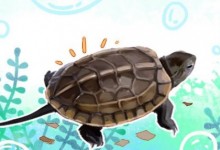 中华草龟是几级保护动物（中华草龟是国家级保护动物吗）