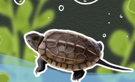 草龟水肿是什么原因，怎么治疗