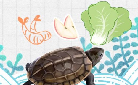 草龟吃什么蔬菜，怎么处理喂草龟的蔬菜