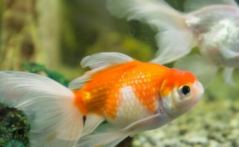 如何分辨金鱼是否怀孕，金鱼怎么繁殖
