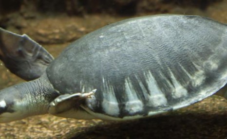 猪鼻龟能离开水多久，在什么水中长得好