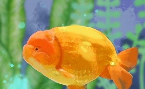 为什么兰寿金鱼比较难养，怎么才能养好
