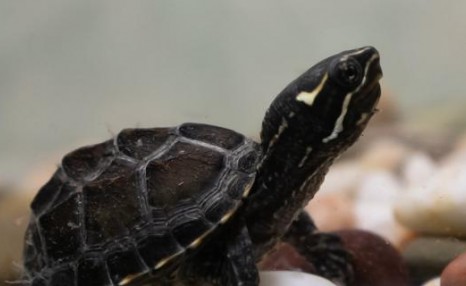 麝香龟是蛋龟吗，龟蛋如何孵化