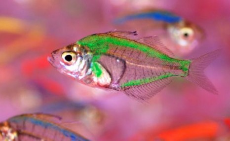 玻璃拉拉鱼是染色的吗，会影响寿命吗