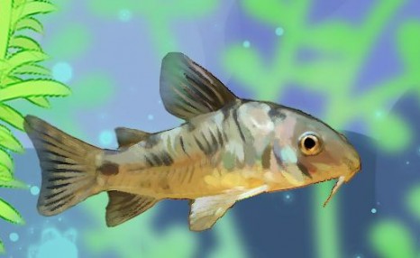 花椒鼠鱼能长多大，能活多久