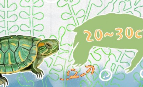 30年的巴西龟有多大，怎么养活得久