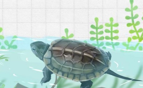 2到3厘米的草龟可以深水养吗，应该怎么养