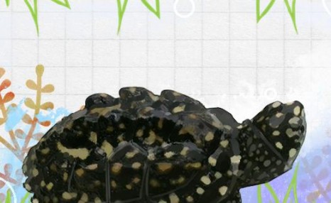 斑点池龟能养吗，好养吗