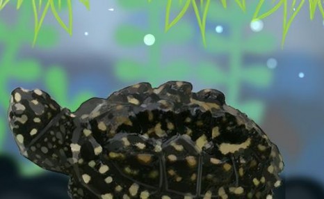 斑点池龟的生长速度，能长多大