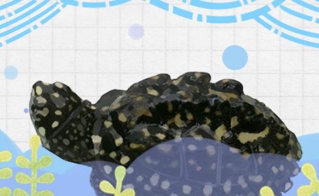 斑点池龟最大能长多大，寿命有多长