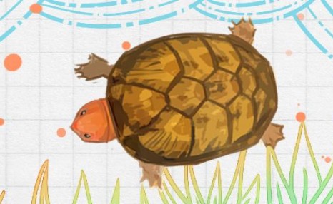 红面蛋龟必须加温养吗，好养吗
